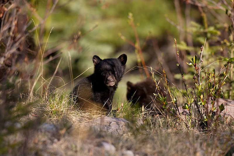 TC-Black Bear Cubs-D00049-00037.jpg :: Pair of Black bear cubs of the year (one black phase/one brown color phase) in open timber looking out