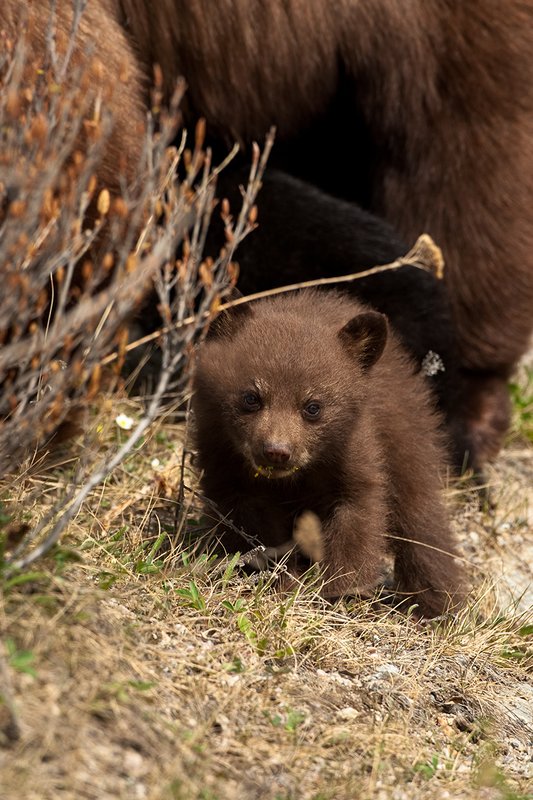 TC-Black Bear Cubs-D00049-00042.jpg :: Brown color phase black bear cub of the year stops from feeding on dandelions to look up while its mother(brown phase black bear sow) feeds in open timber