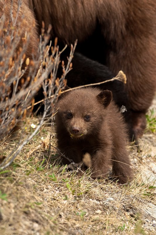 TC-Black Bear Cubs-D00049-00044.jpg :: Brown color phase black bear cub of the year stops from feeding on dandelions to look up while its mother(brown phase black bear sow) feeds in open timber