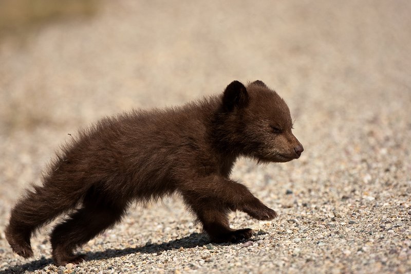 TC-Black Bear Cubs-D00049-00045.jpg :: Brown color phase black bear cub of the year runs across highway with eyes closed responding to mothers call.