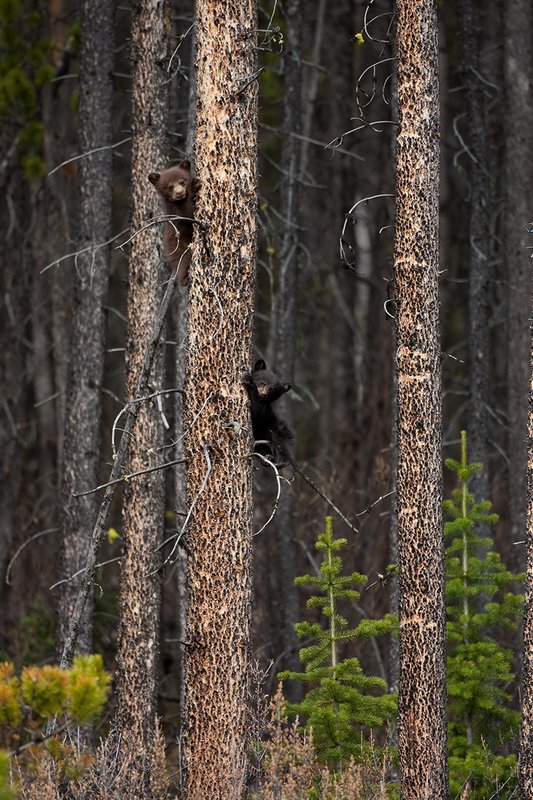 TC-Black Bear Cubs-D00049-00050.jpg :: Black bear cubs of the year (brown color phase cub and black phase cub) perched in lodgepole pine tree for safety from predators