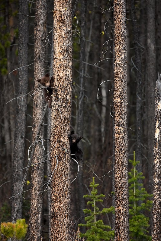 TC-Black Bear Cubs-D00049-00054.jpg :: Black bear cubs of the year (brown color phase cub and black phase cub) perched in lodgepole pine tree for safety from predators