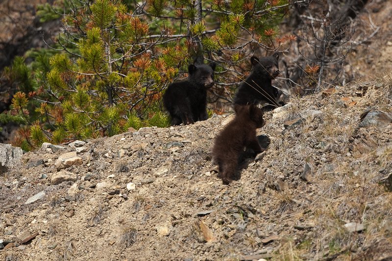 TC-Black Bear Cubs-D00049-00064.jpg :: Triple Black Bear cubs, two black phase/one brown standing on crest of mountain ridge looking down