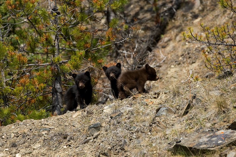 TC-Black Bear Cubs-D00049-00066.jpg :: Triple Black Bear cubs, two black phase/one brown standing on crest of mountain ridge looking down