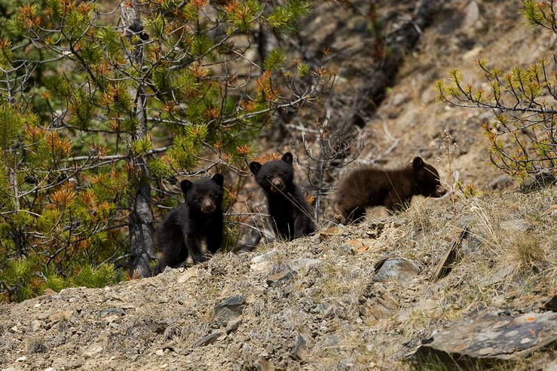 TC-Black Bear Cubs-D00049-00069.jpg :: Triple Black Bear cubs, two black phase/one brown standing on crest of mountain ridge looking down