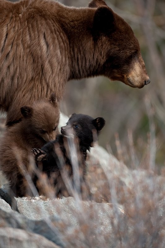 TC-Black Bear Cubs-D00049-00107.jpg :: Brown phase black bear sow standing over her cubs of the year, one a brown cub, the other a black color phase, screened by brush