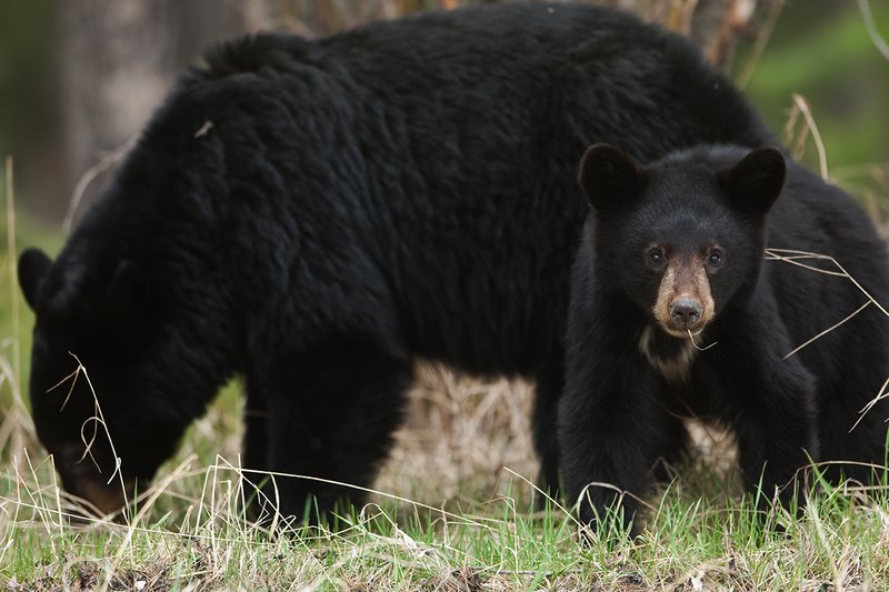 TC-Black Bear Cubs-D00049-00134.jpg :: Year old Black Bear cub standing in tall spring grass with sow standing/feeding in the background