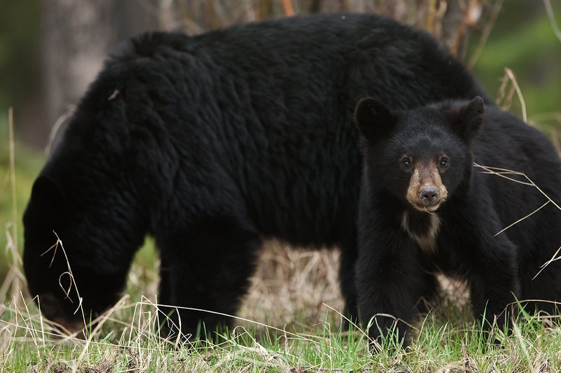 TC-Black Bear Cubs-D00049-00139.jpg :: Year old Black Bear cub standing in tall spring grass with sow standing/feeding in the background