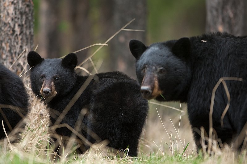 TC-Black Bear Cubs-D00049-00140.jpg :: Year old Black Bear cub standing in tall spring grass with sow standing/feeding in the background