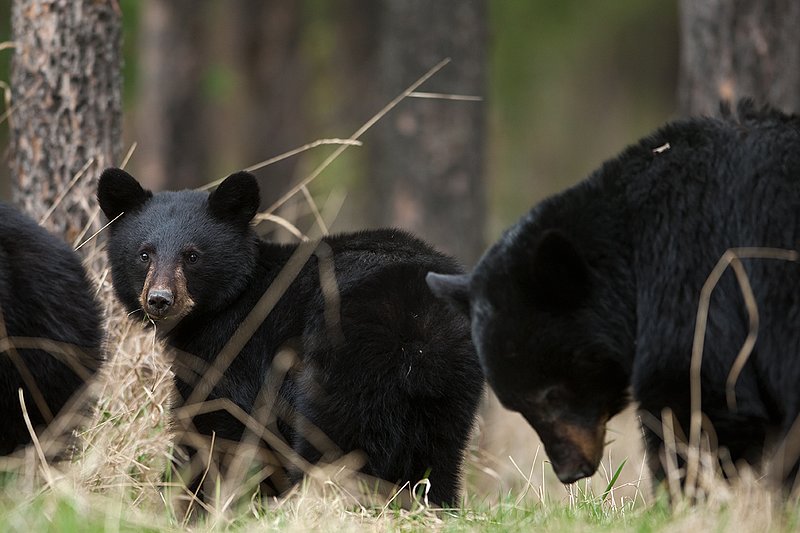 TC-Black Bear Cubs-D00049-00145.jpg :: Year old Black Bear cub standing in tall spring grass with sow standing/feeding in the background