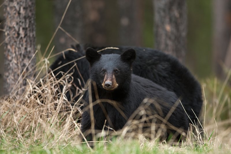 TC-Black Bear Cubs-D00049-00154.jpg :: Year old Black Bear cub standing in tall spring grass with sow standing/feeding in the background