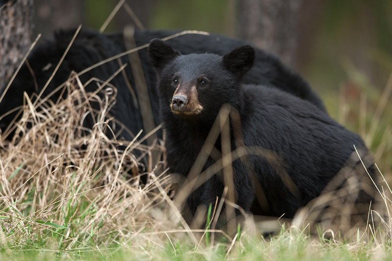 TC-Black Bear Cubs-D00049-00164.jpg :: Year old Black Bear cub standing in tall spring grass with sow standing/feeding in the background