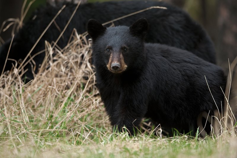 TC-Black Bear Cubs-D00049-00171.jpg :: Year old Black Bear cub standing in tall spring grass with sow standing/feeding in the background