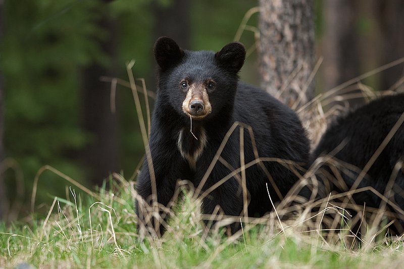 TC-Black Bear Cubs-D00049-00182.jpg :: Year old Black Bear cub standing at edge of the timber in tall grass alert to danger