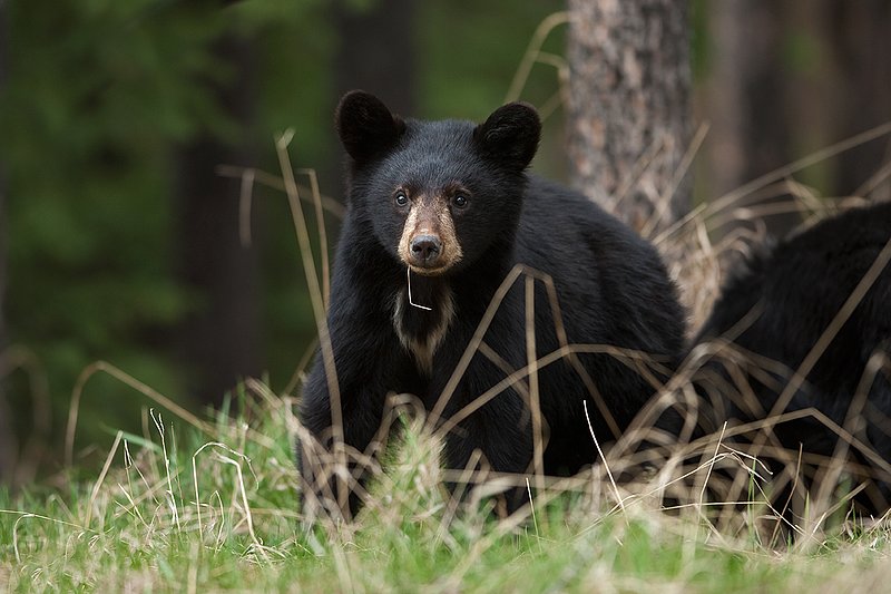 TC-Black Bear Cubs-D00049-00187.jpg :: Year old Black Bear cub standing at edge of the timber in tall grass alert to danger
