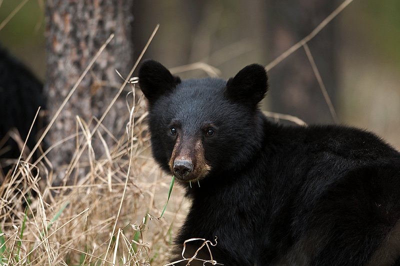 TC-Black Bear Cubs-D00049-00191.jpg :: Year old Black Bear cub standing at edge of the timber in tall grass alert to danger