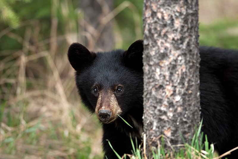 TC-Black Bear Cubs-D00049-00192.jpg :: Year old Black Bear cub standing at edge of the timber in tall grass alert to danger