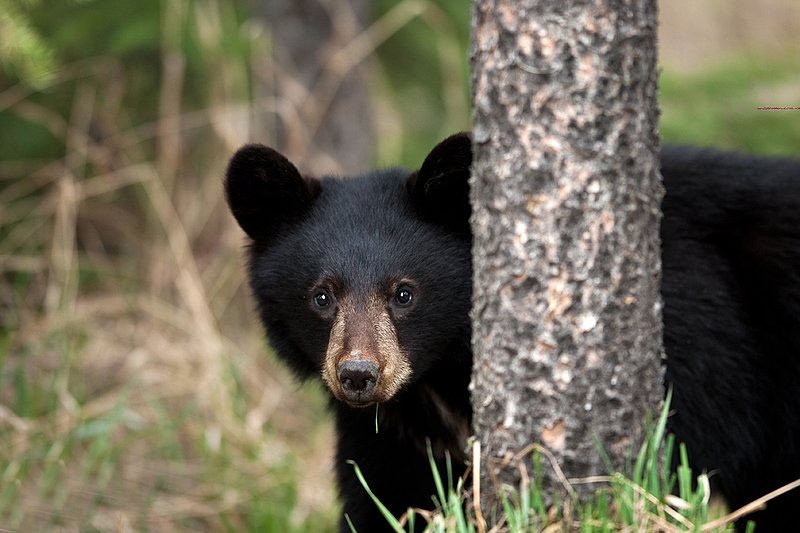 TC-Black Bear Cubs-D00049-00193.jpg :: Year old Black Bear cub standing at edge of the timber in tall grass alert to danger