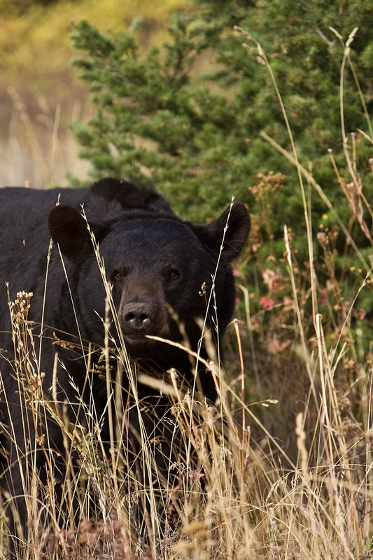 TC-Black Bear-D00048-00704.jpg :: Large Boar Black Bear (Black Phase) on a hillside of tall grass peering out between blades of grass