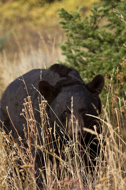 TC-Black Bear-D00048-00705.jpg :: Large Boar Black Bear (Black Phase) on a hillside of tall grass peering out between blades of grass