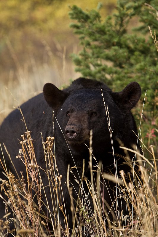 TC-Black Bear-D00048-00707.jpg :: Large Boar Black Bear (Black Phase) on a hillside of tall grass peering out between blades of grass