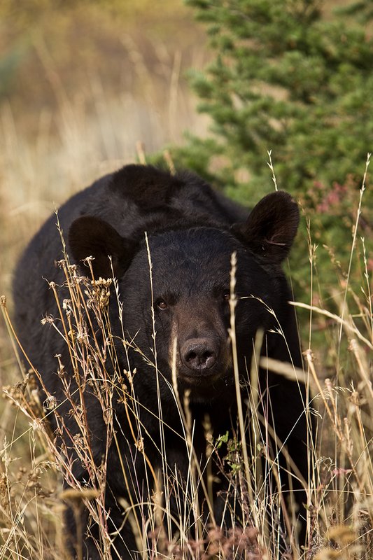 TC-Black Bear-D00048-00711.jpg :: Large Boar Black Bear (Black Phase) on a hillside of tall grass peering out between blades of grass