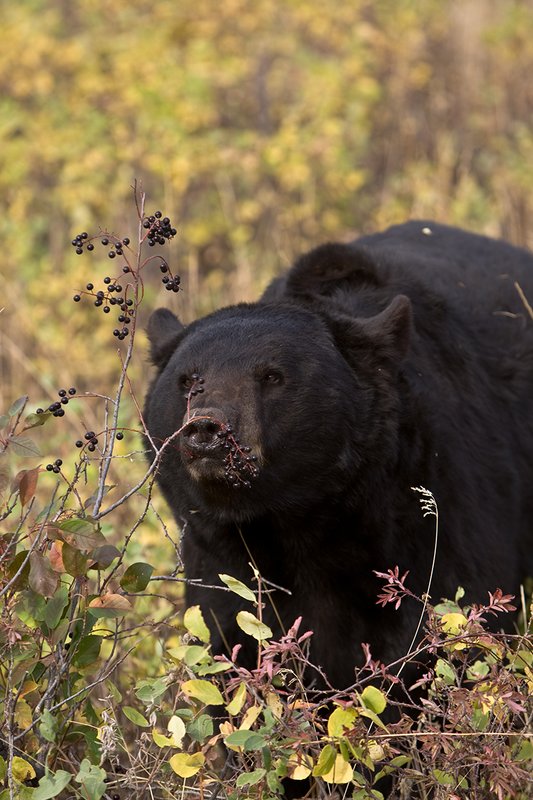 TC-Black Bear-D00048-00735.jpg :: Large Boar Black Bear (Black Phase) eating chokecherries in fall trying to put weight on before hibernation.