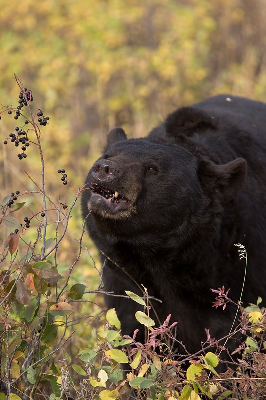 TC-Black Bear-D00048-00738.jpg :: Large Boar Black Bear (Black Phase) eating chokecherries in fall trying to put weight on before hibernation.
