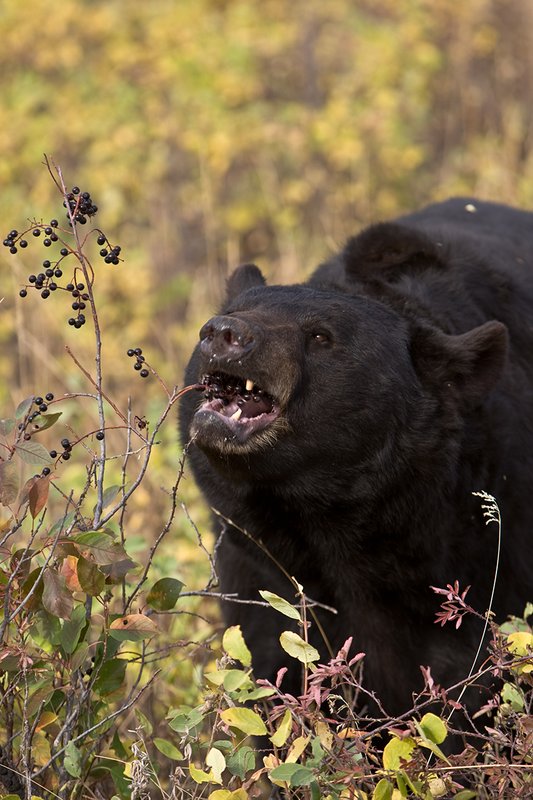 TC-Black Bear-D00048-00740.jpg :: Large Boar Black Bear (Black Phase) eating chokecherries in fall trying to put weight on before hibernation.