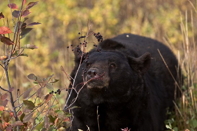 TC-Black Bear-D00048-00750.jpg :: Large Boar Black Bear (Black Phase) eating chokecherries in fall trying to put weight on before hibernation.