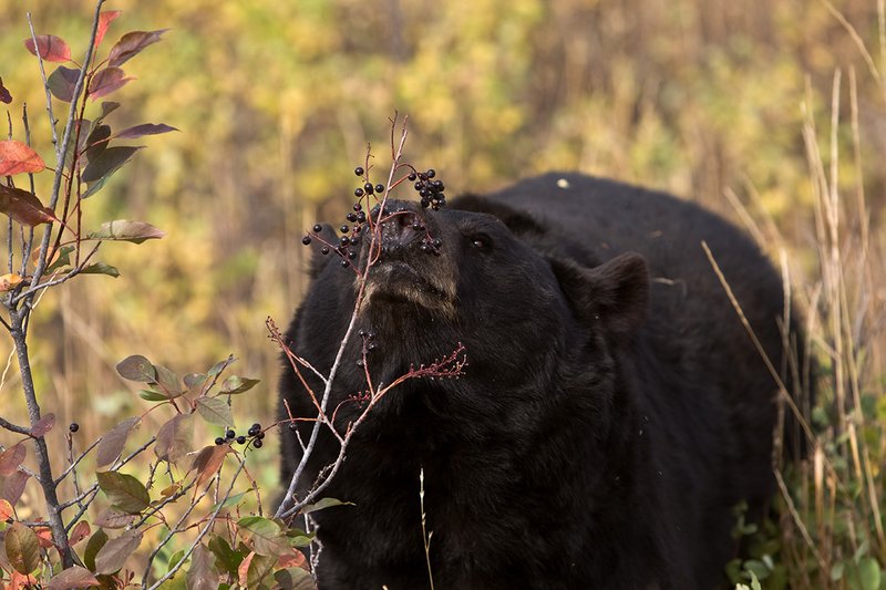 TC-Black Bear-D00048-00753.jpg :: Large Boar Black Bear (Black Phase) eating chokecherries in fall trying to put weight on before hibernation.