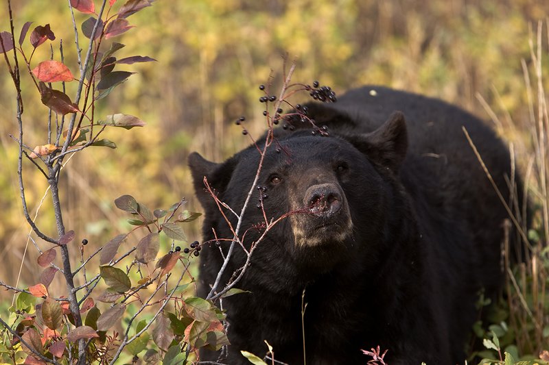 TC-Black Bear-D00048-00757.jpg :: Large Boar Black Bear (Black Phase) eating chokecherries in fall trying to put weight on before hibernation.