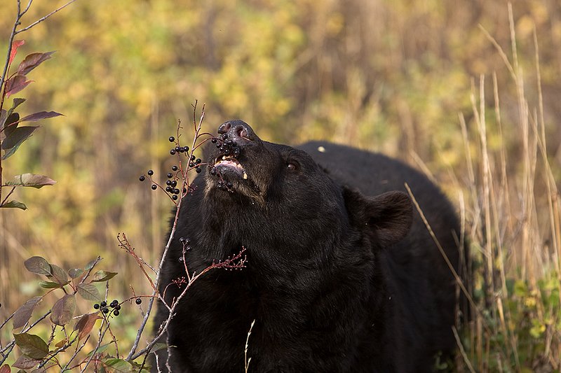 TC-Black Bear-D00048-00759.jpg :: Large Boar Black Bear (Black Phase) eating chokecherries in fall trying to put weight on before hibernation.