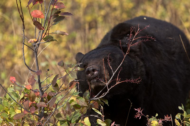 TC-Black Bear-D00048-00769.jpg :: Large Boar Black Bear (Black Phase) eating chokecherries in fall trying to put weight on before hibernation.