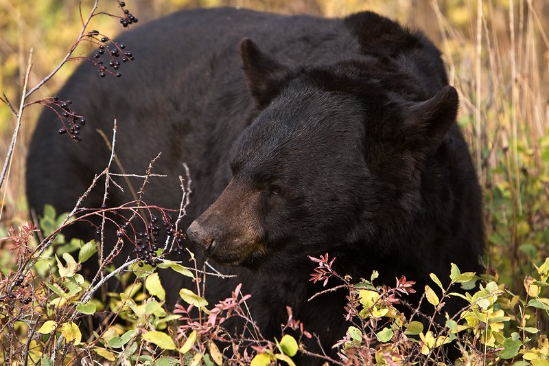 TC-Black Bear-D00048-00771.jpg :: Large Boar Black Bear (Black Phase) eating chokecherries in fall trying to put weight on before hibernation.