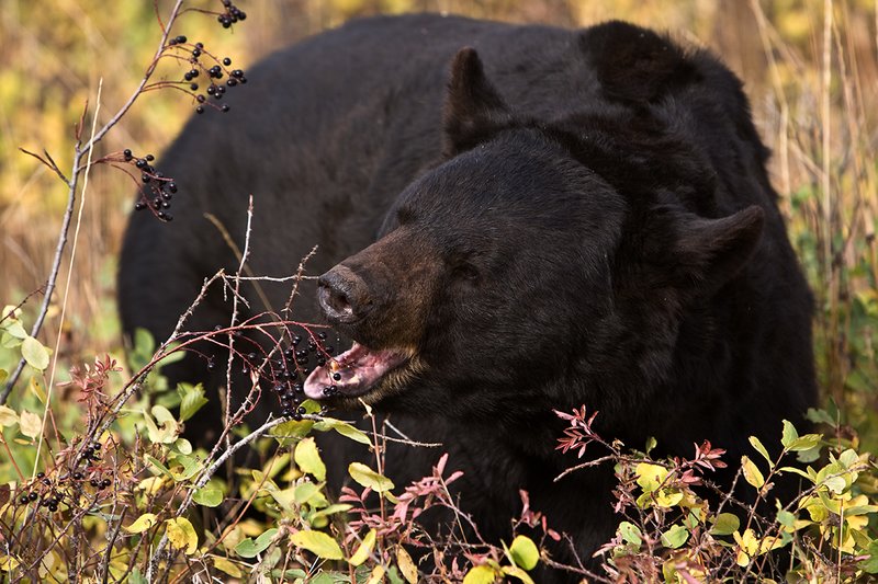 TC-Black Bear-D00048-00776.jpg :: Large Boar Black Bear (Black Phase) eating chokecherries in fall trying to put weight on before hibernation.