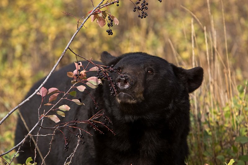 TC-Black Bear-D00048-00783.jpg :: Large Boar Black Bear (Black Phase) eating chokecherries in fall trying to put weight on before hibernation.