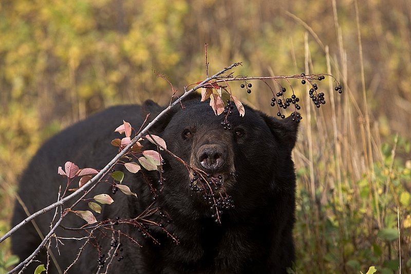 TC-Black Bear-D00048-00795.jpg :: Large Boar Black Bear (Black Phase) eating chokecherries in fall trying to put weight on before hibernation.