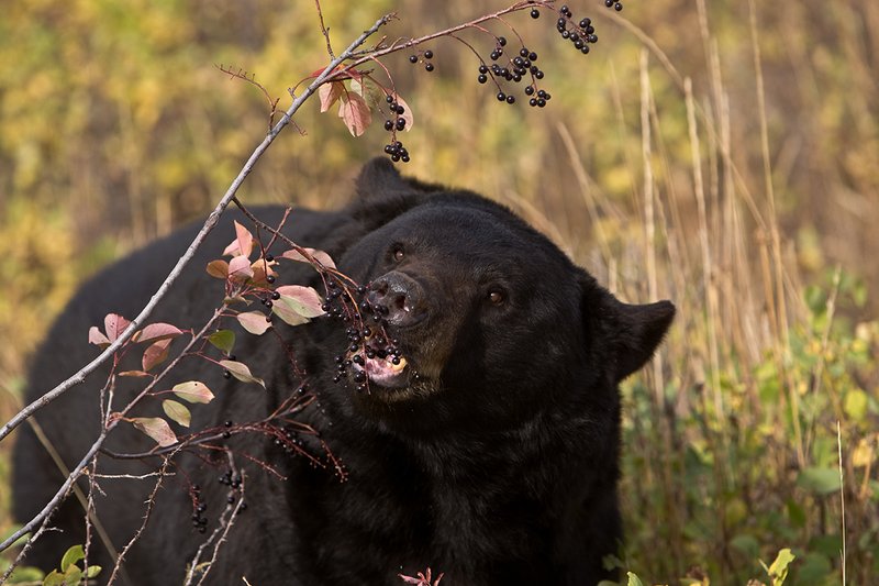 TC-Black Bear-D00048-00804.jpg :: Large Boar Black Bear (Black Phase) eating chokecherries in fall trying to put weight on before hibernation.
