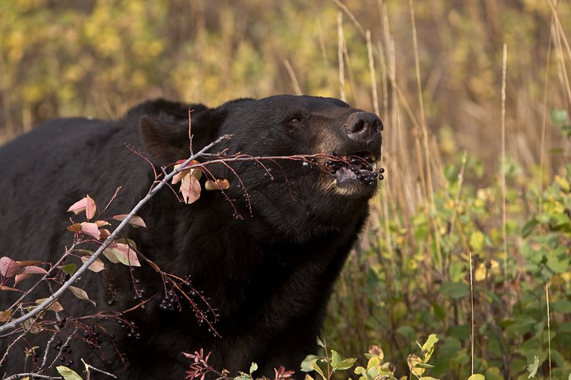 TC-Black Bear-D00048-00817.jpg :: Large Boar Black Bear (Black Phase) eating chokecherries in fall trying to put weight on before hibernation.