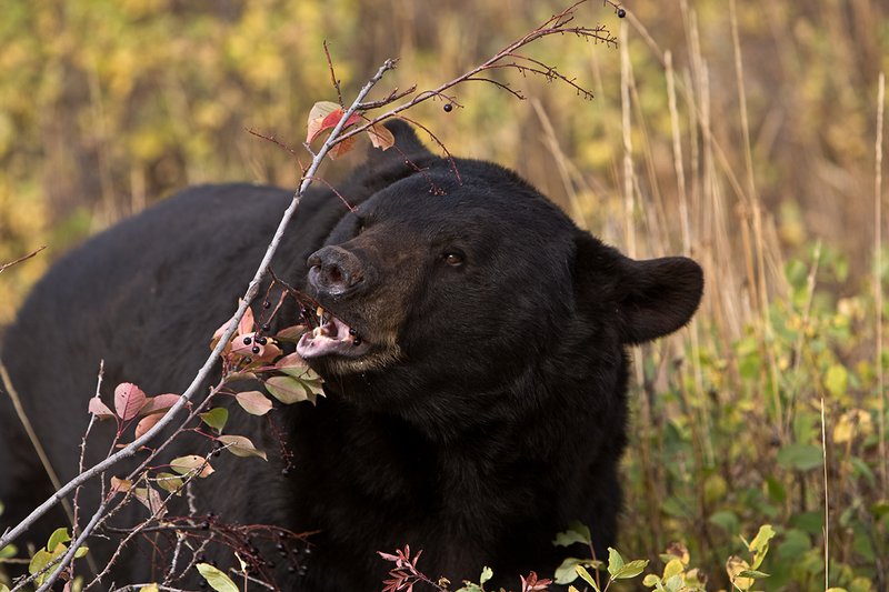 TC-Black Bear-D00048-00826.jpg :: Large Boar Black Bear (Black Phase) eating chokecherries in fall trying to put weight on before hibernation.