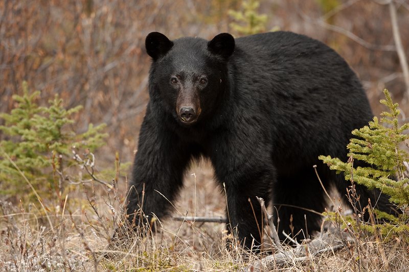 TC-Black Bear-D00048-00847.jpg :: Large boar black color phase black bear standing straight on at edge of brush
