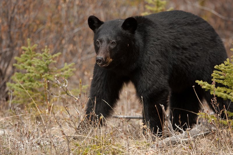 TC-Black Bear-D00048-00855.jpg :: Large boar black color phase black bear standing straight on at edge of brush