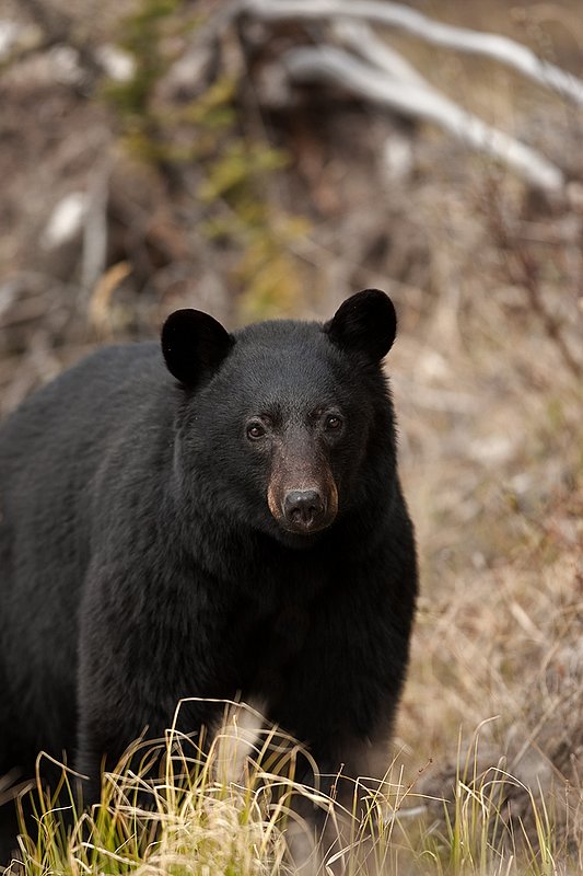 TC-Black Bear-D00048-00858.jpg :: Large boar black color phase black bear standing straight on at edge of brush