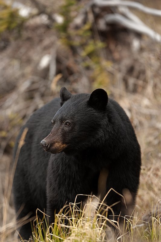 TC-Black Bear-D00048-00861.jpg :: Large boar black color phase black bear standing straight on at edge of brush