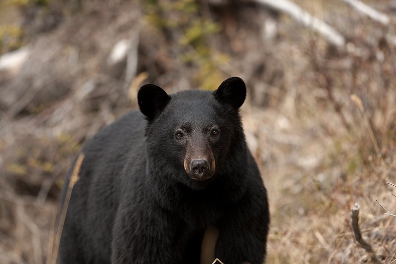 TC-Black Bear-D00048-00864.jpg :: Large boar black color phase black bear standing straight on at edge of brush