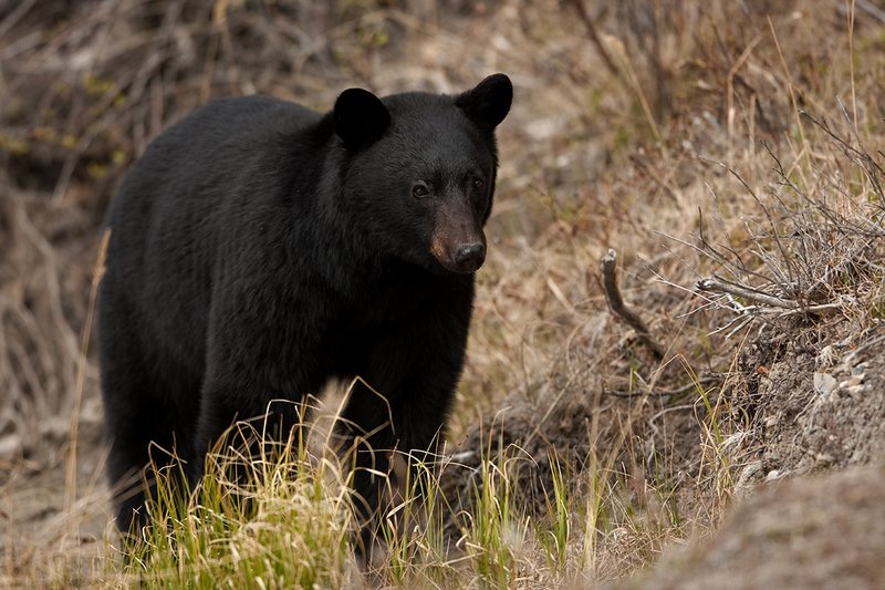 TC-Black Bear-D00048-00869.jpg :: Large boar black color phase black bear standing straight on at edge of brush