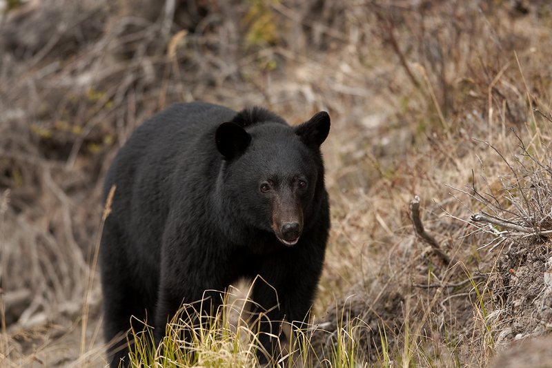 TC-Black Bear-D00048-00870.jpg :: Large boar black color phase black bear standing straight on at edge of brush