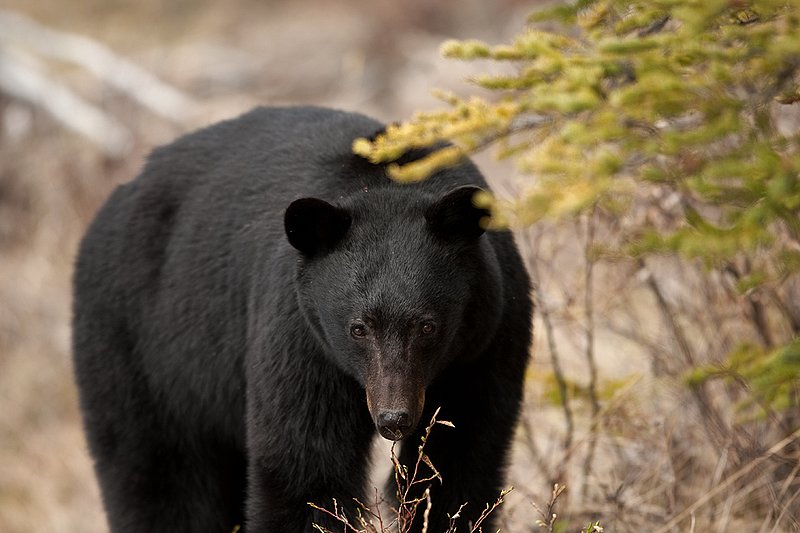 TC-Black Bear-D00048-00875.jpg :: Large boar black color phase black bear standing straight on at edge of brush