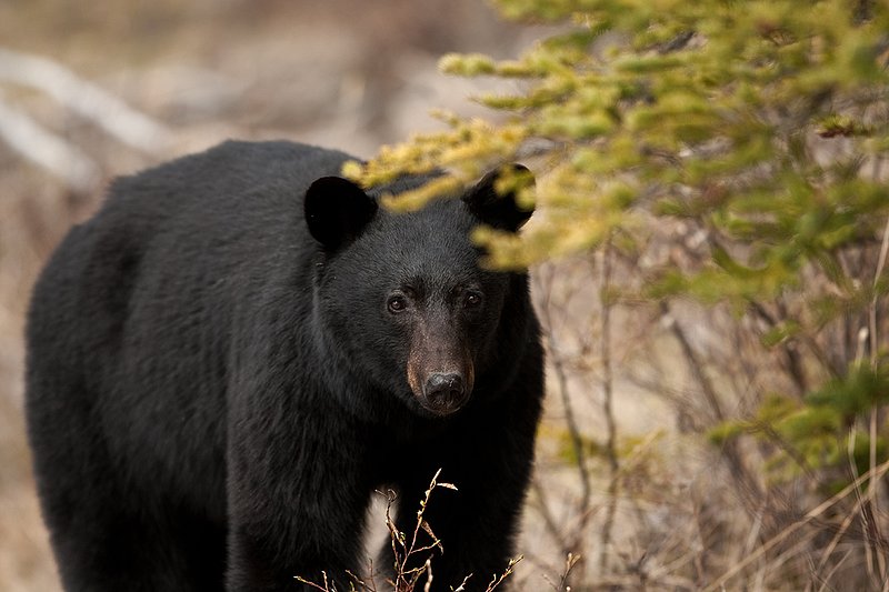 TC-Black Bear-D00048-00882.jpg :: Large boar black color phase black bear standing straight on at edge of brush